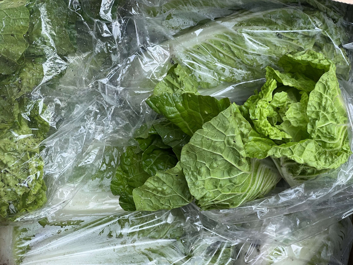 Product picture for Chinese Cabbage