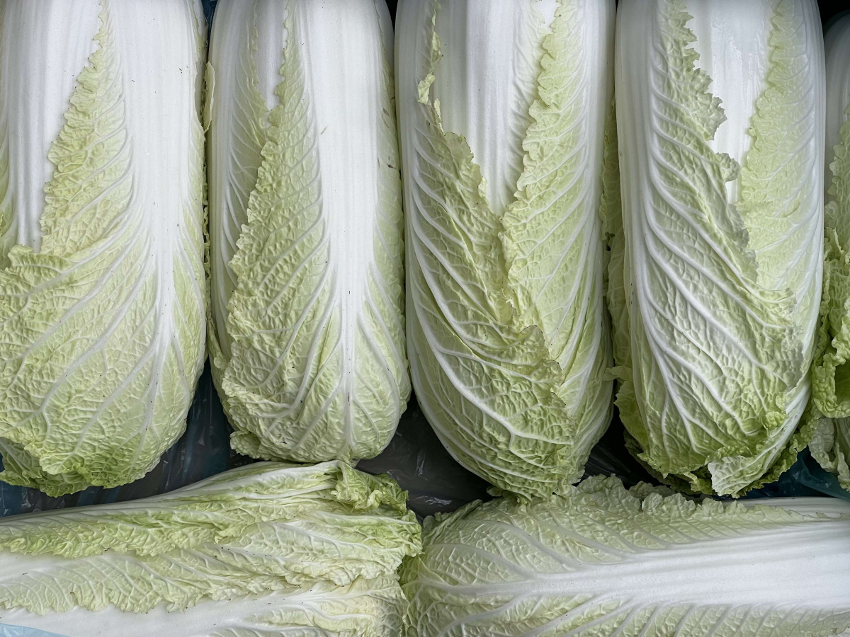 Product picture for Chinese Cabbage