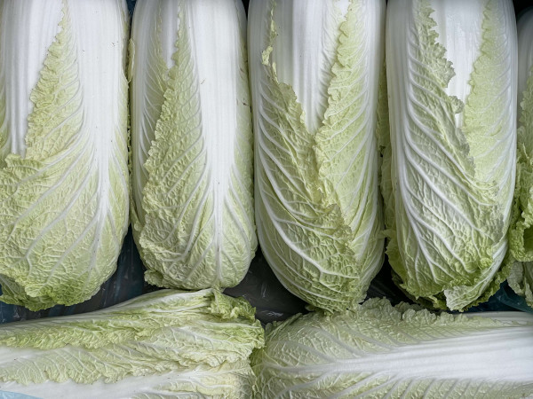 Thumbnail image for Chinese Cabbage