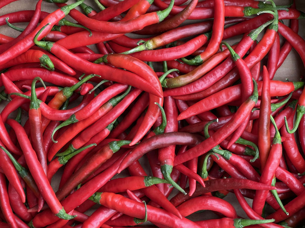 Thumbnail image for Red Chilli Pepper