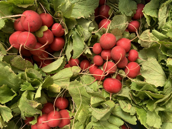 Thumbnail image for Radish - UK