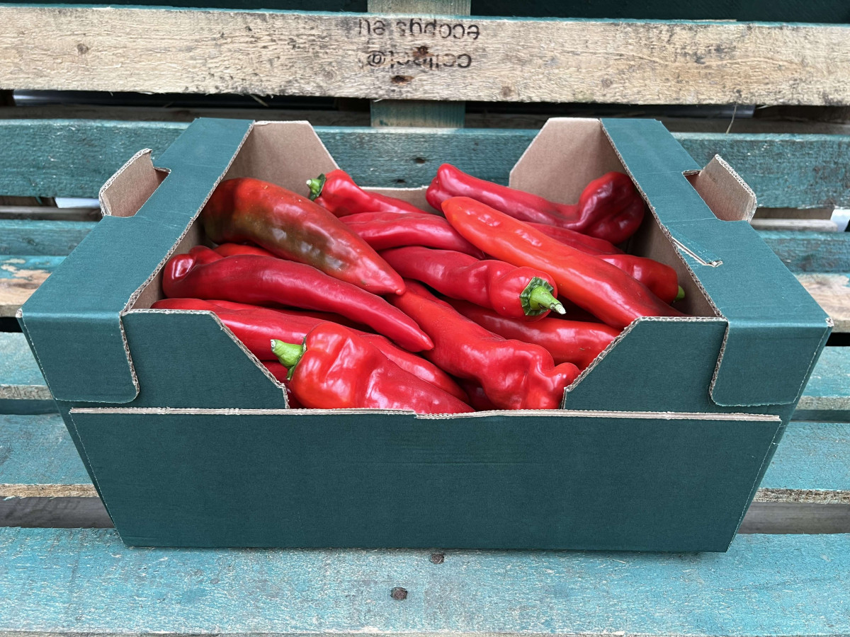 Product picture for Pepper, Palermo Red