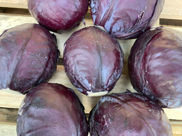 Thumbnail image for Red Cabbage