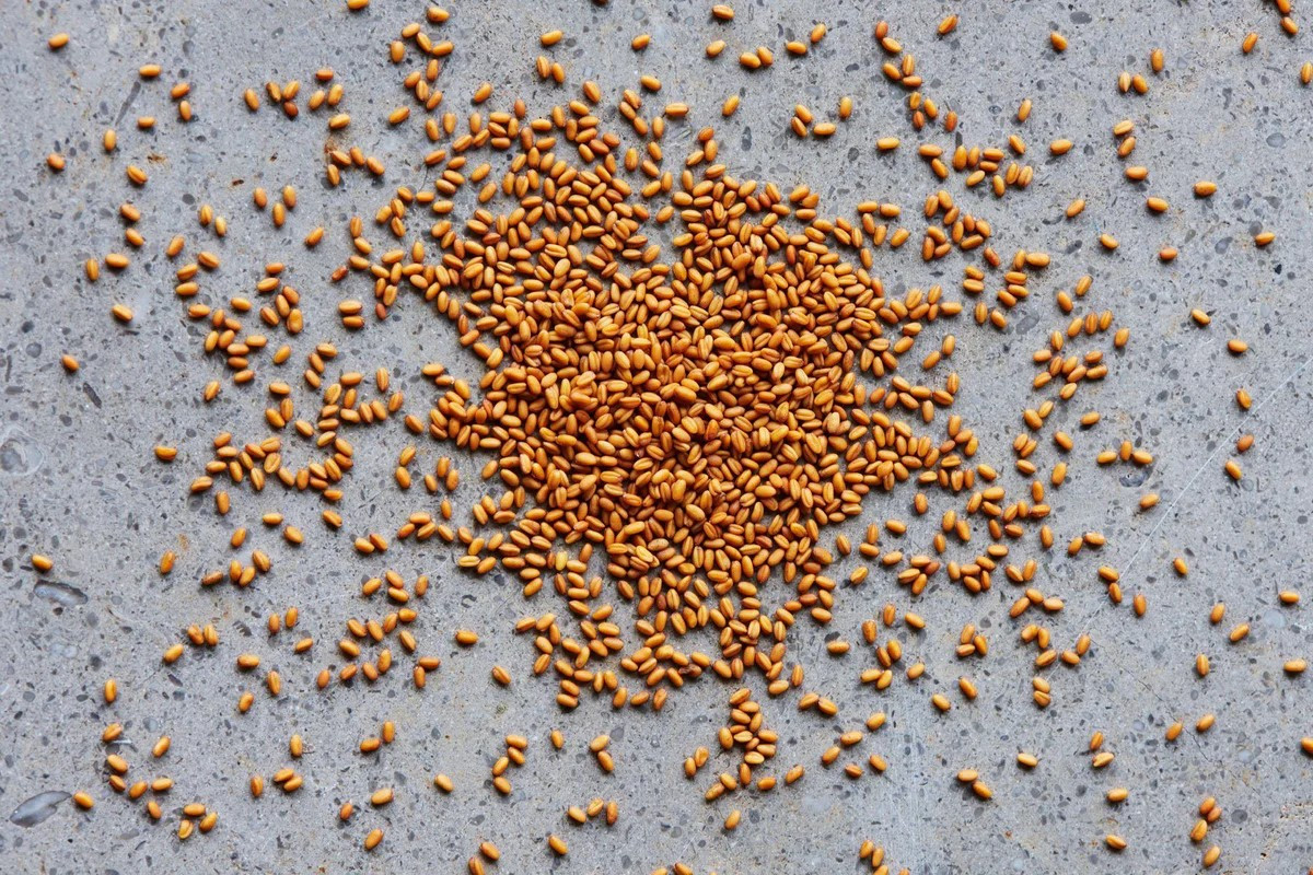 Product picture for Camelina Seeds