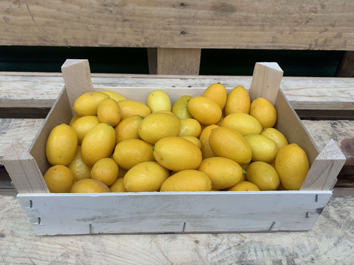 Product picture for Limequat