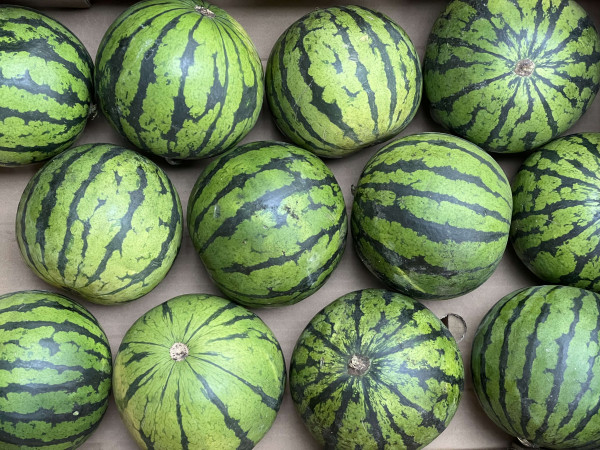 Thumbnail image for Watermelon, mini