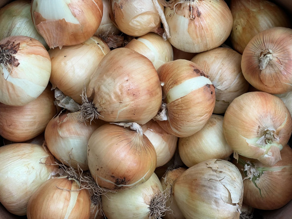 Thumbnail image for Onions, yellow