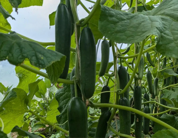 Thumbnail image for Cucumber