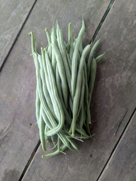 Thumbnail image for Beans, Green/Fine