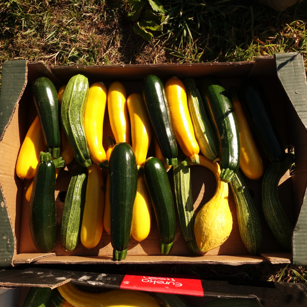 Thumbnail image for Courgettes (Heritage Mix) - BULK