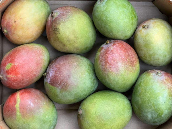 Thumbnail image for Mango, Kent