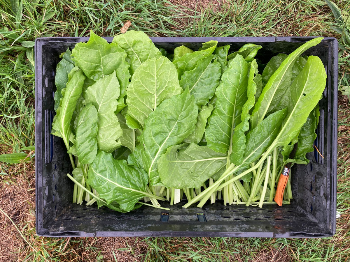 Product picture for Perpetual spinach