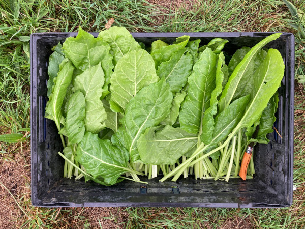 Thumbnail image for Perpetual spinach