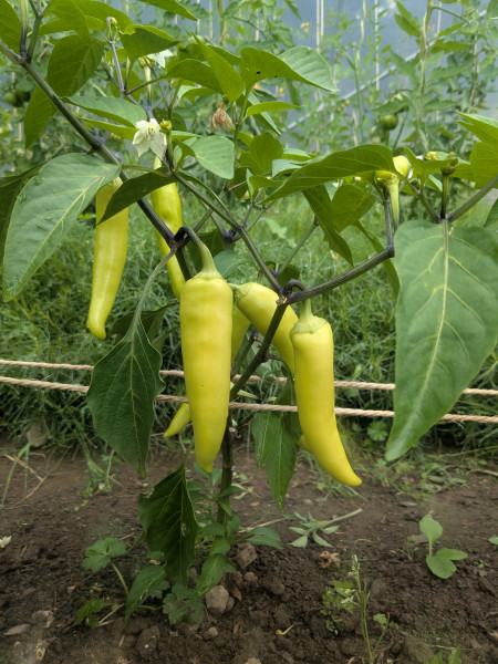 Thumbnail image for Chilli, Green - Hungarian Hot Wax