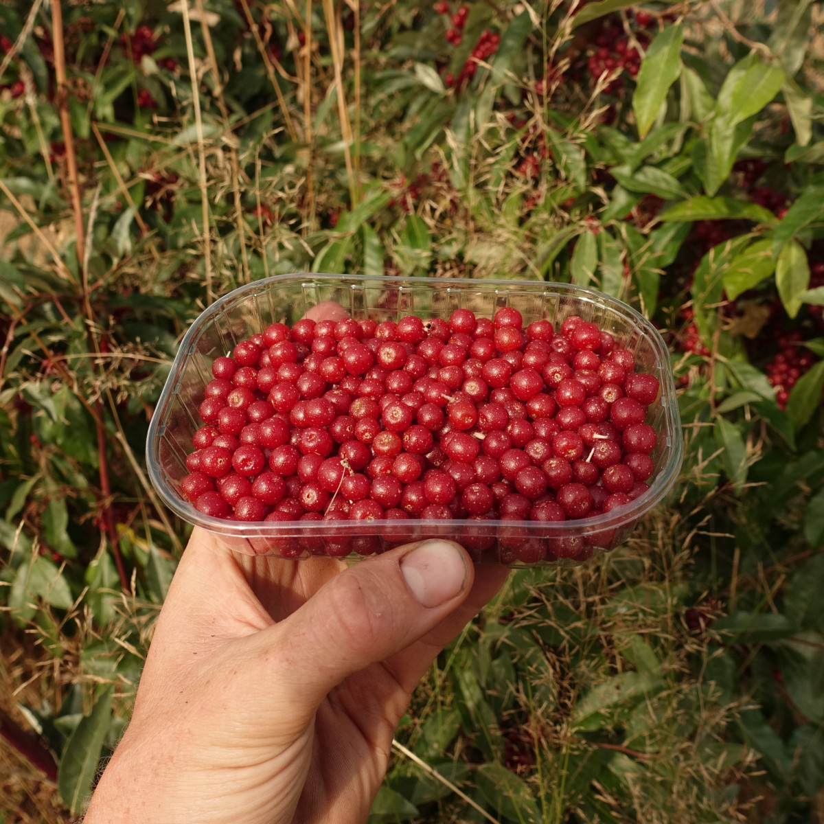 Product picture for Autumn Olives / Eleagnus