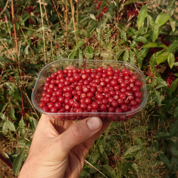 Thumbnail image for Autumn Olives / Eleagnus
