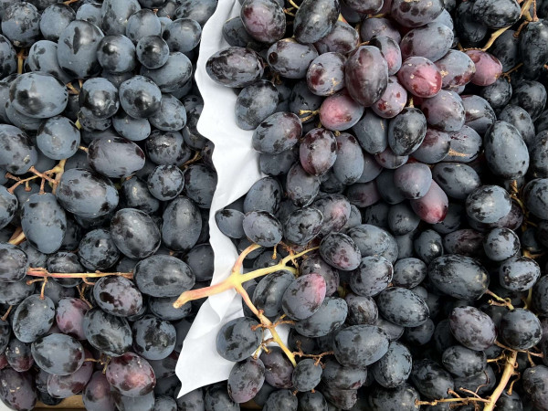 Thumbnail image for Grape Black Seedless