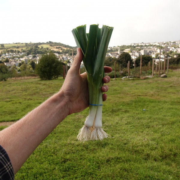 Thumbnail image for Baby Leeks