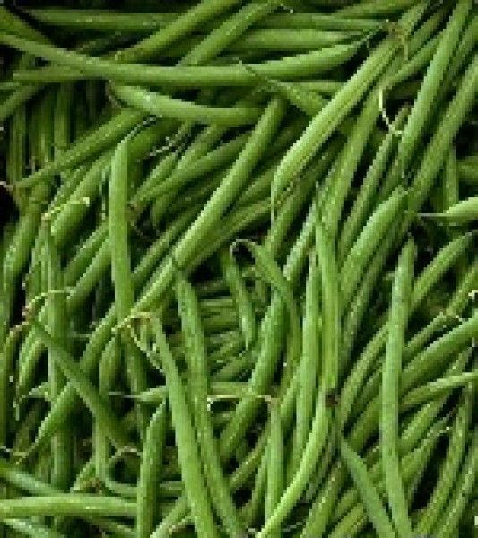 Thumbnail image for French Beans, Dwarf Variety