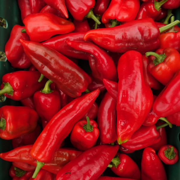 Thumbnail image for Peppers, Red
