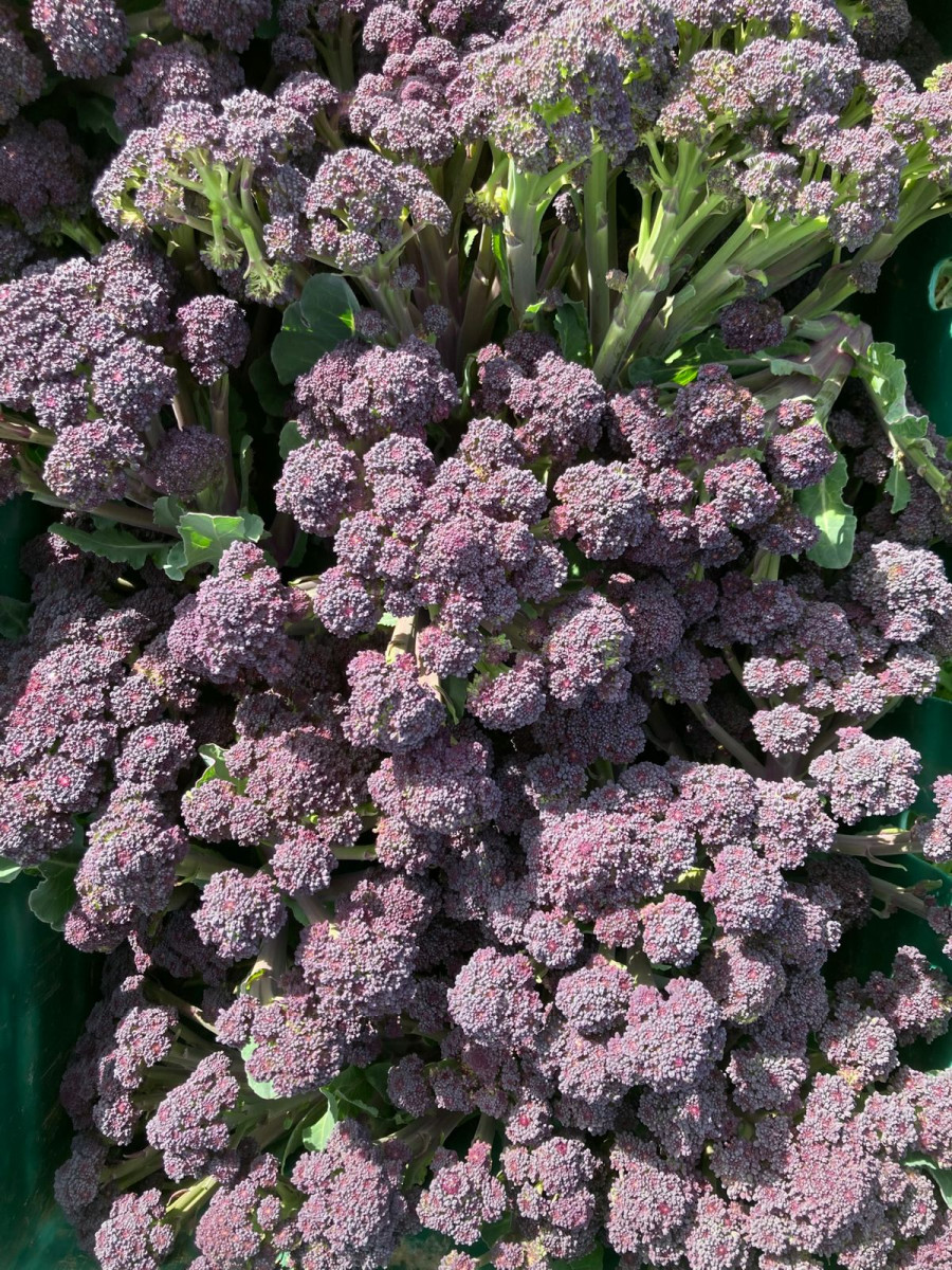 Product picture for Broccoli, Purple Sprouting