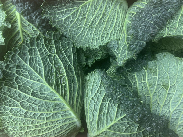 Thumbnail image for Cabbage, Savoy Pointed