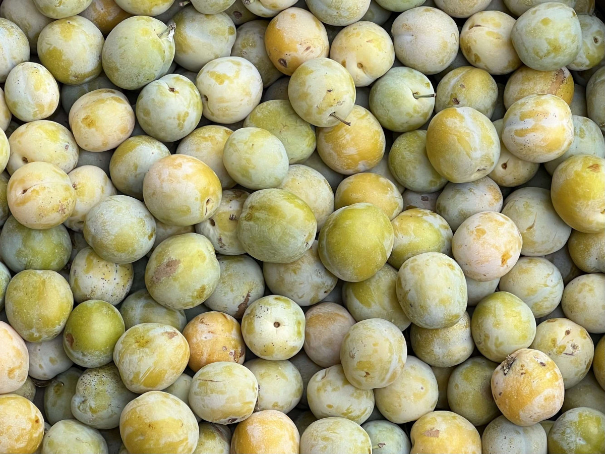 Product picture for Greengages (Reina Claudia Plums)