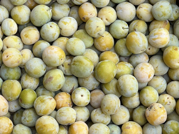 Thumbnail image for Greengages (Reina Claudia Plums)