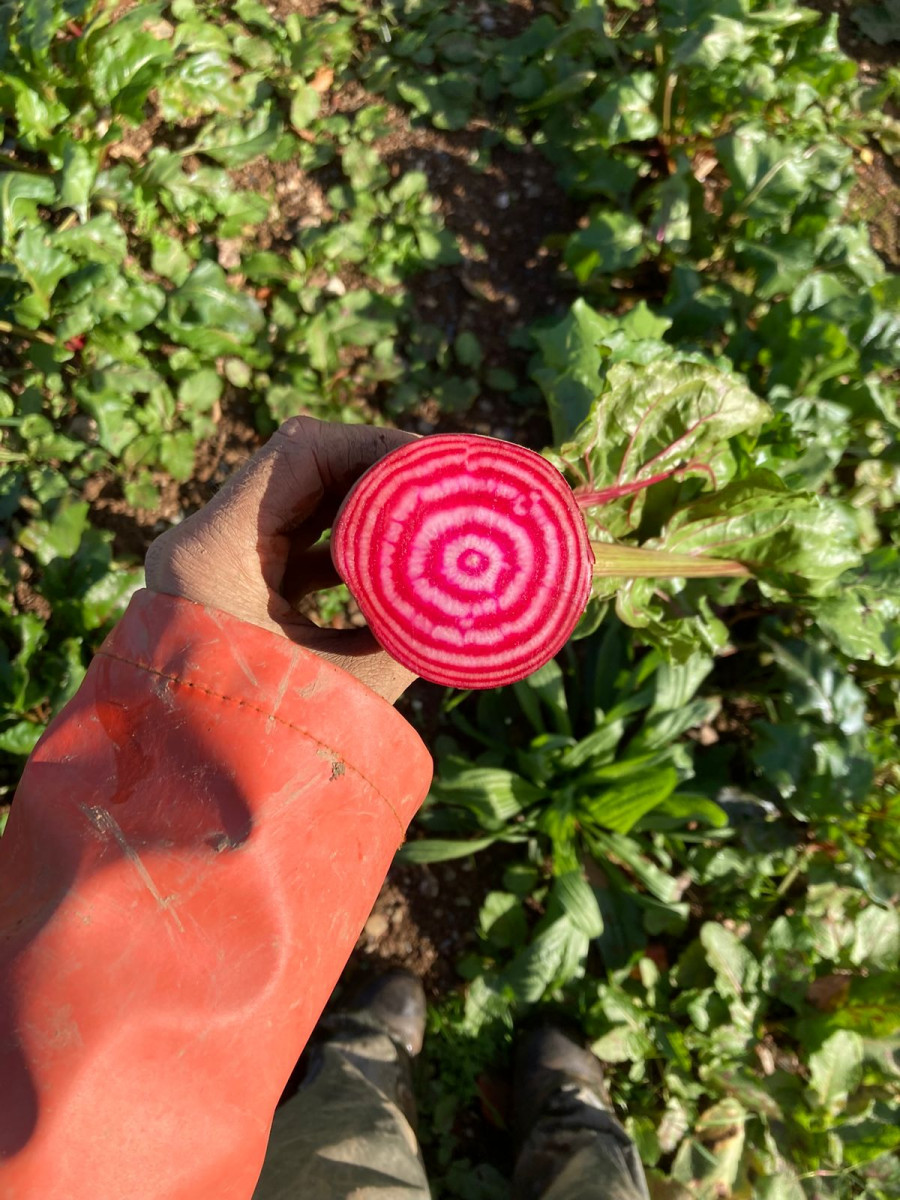 Product picture for Bunched Beetroot, Chioggia