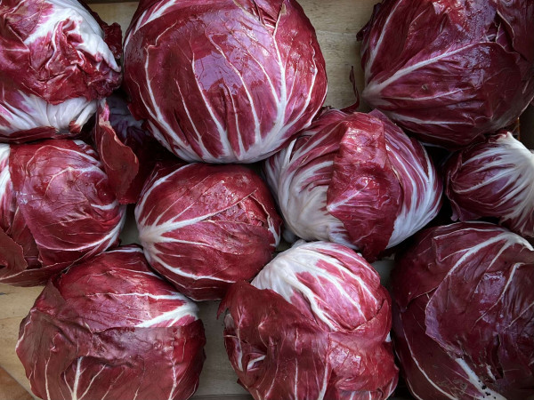 Thumbnail image for Chicory, Red de Verone