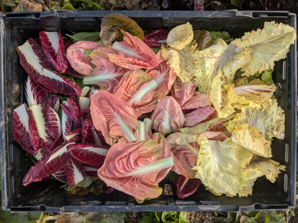 Thumbnail image for Mixed Radicchio Leaves