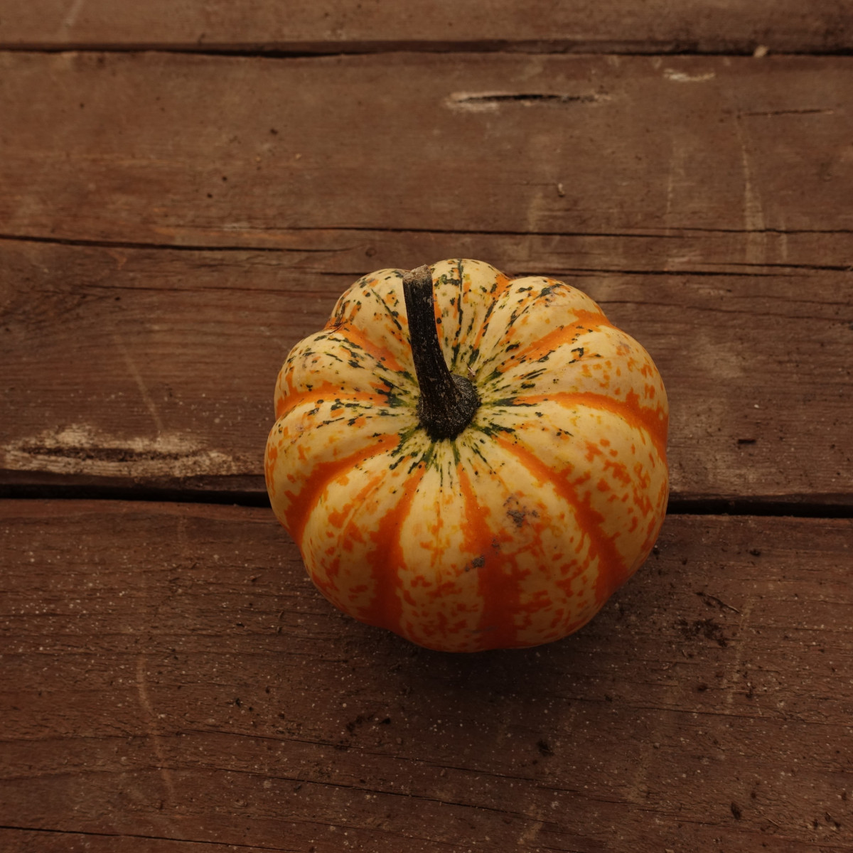 Product picture for Squash, Winter - Celebration