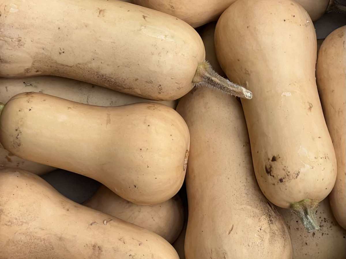 Product picture for Butternut Squash