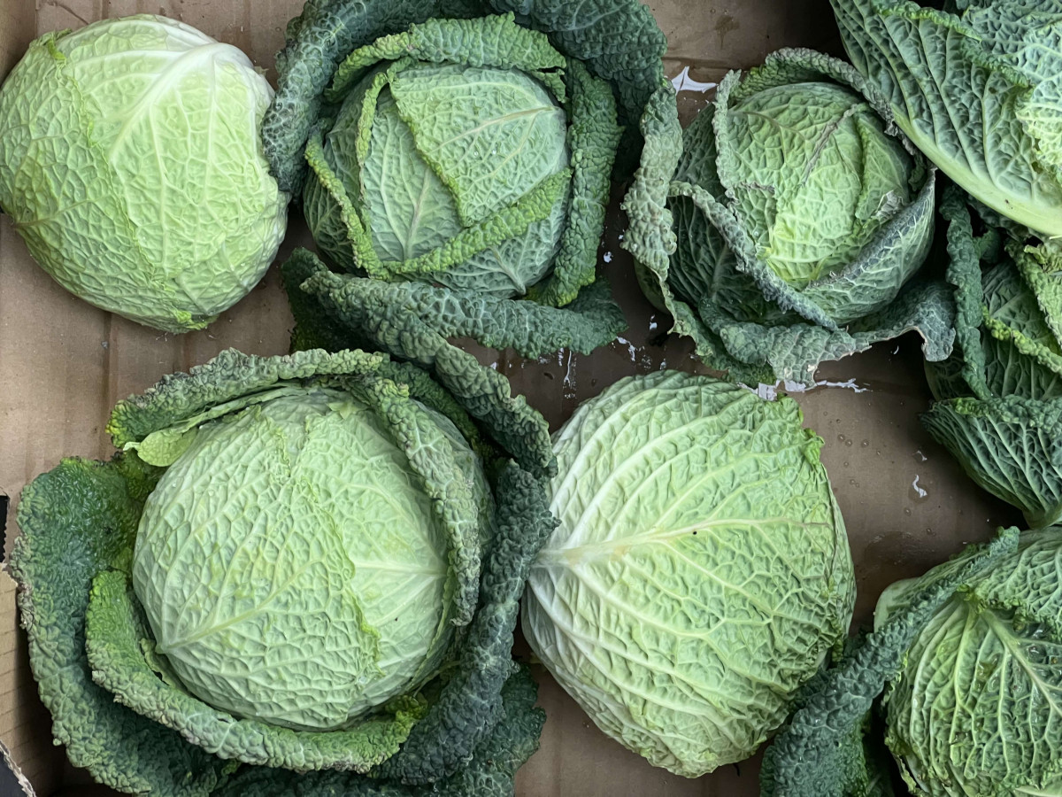 Product picture for Cabbage, Savoy