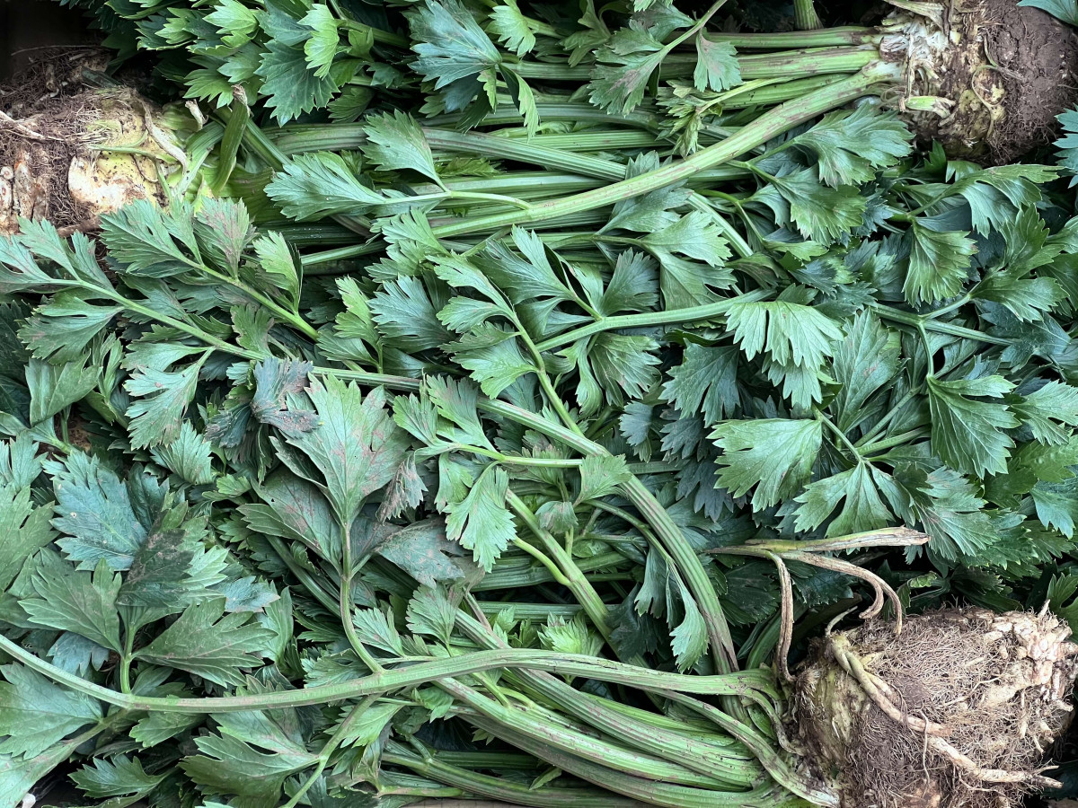 Product picture for Celeriac
