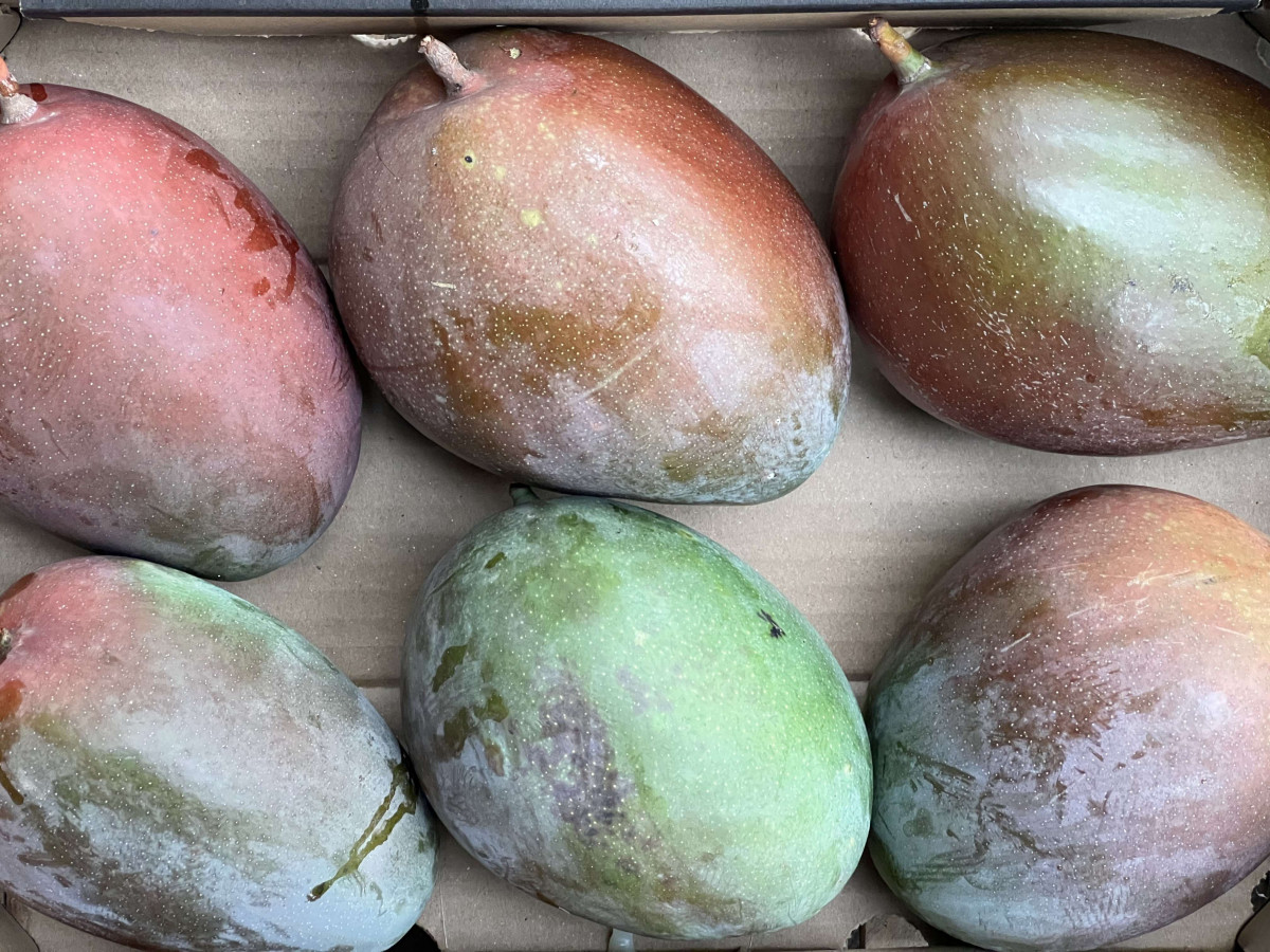 Product picture for Mango Keitt, Small