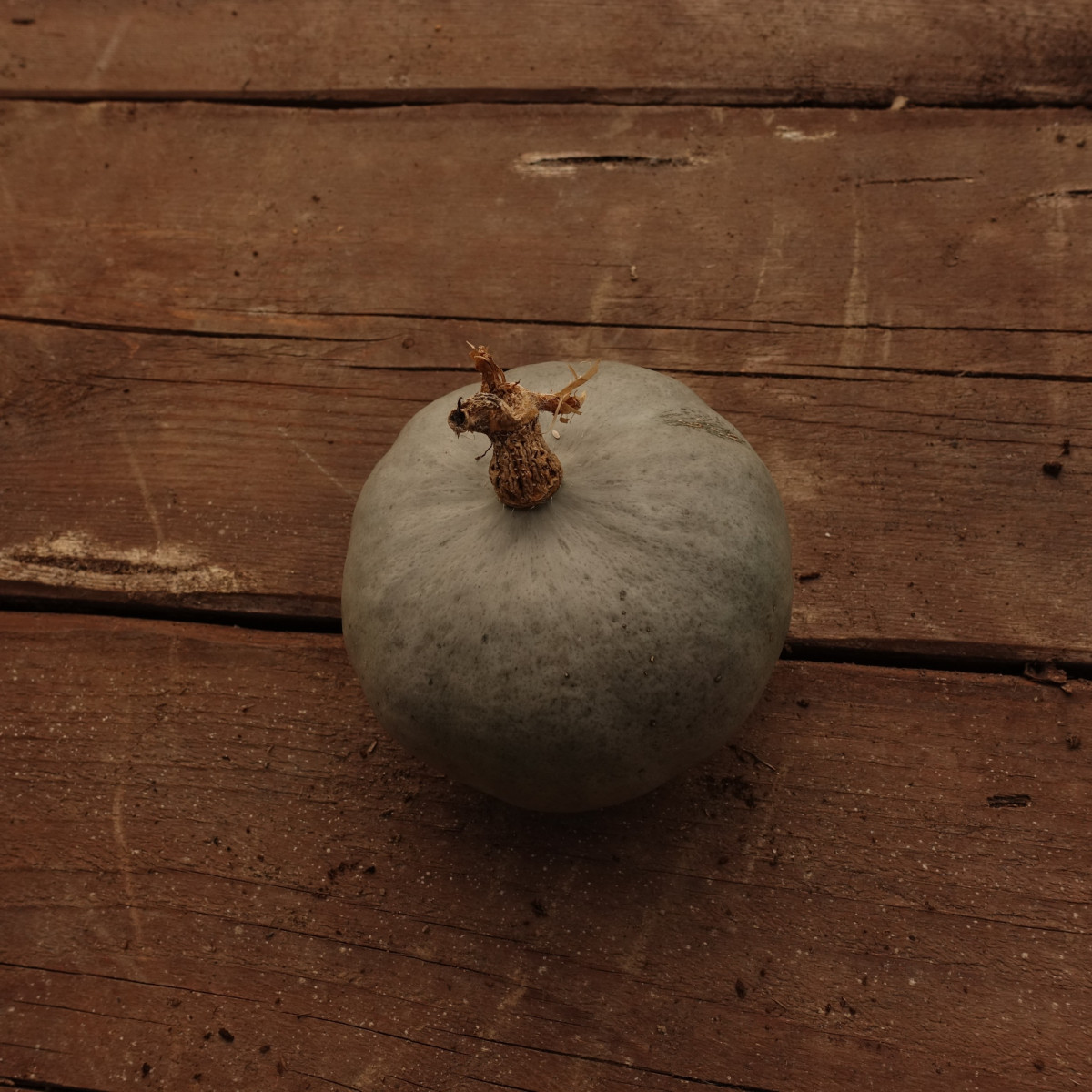 Product picture for Squash, Winter - Crown Prince