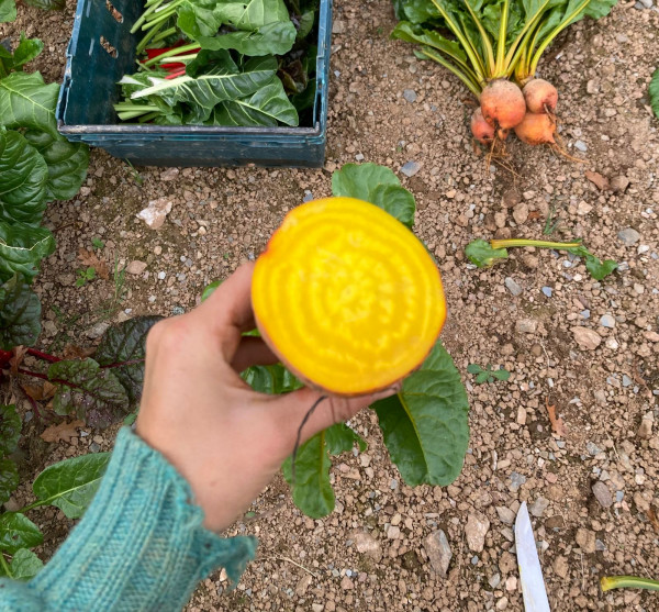 Thumbnail image for Bunched Beetroot, Golden