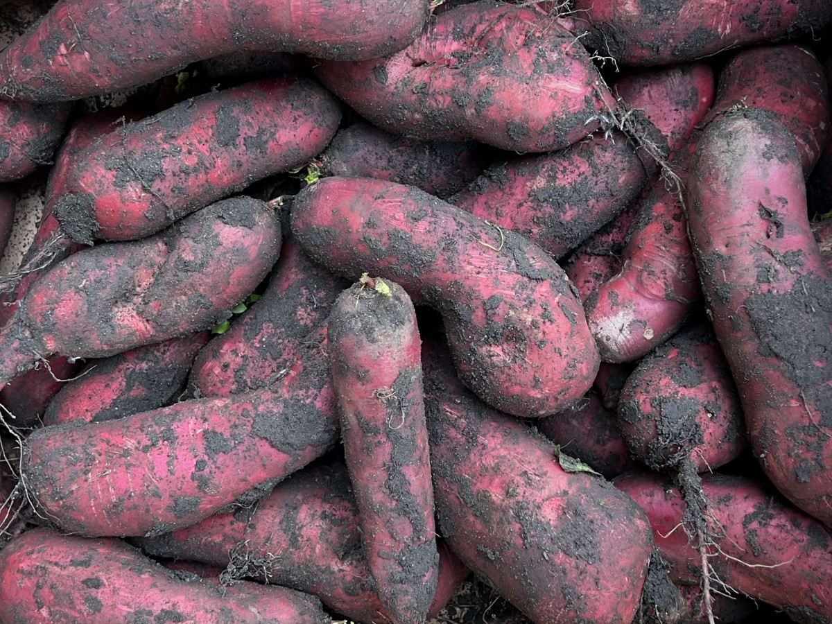 Product picture for Mooli, Red Dragon