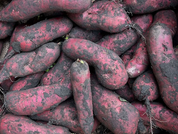 Thumbnail image for Mooli, Red Dragon